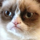 Imagen para el artículo titulado Muere Grumpy Cat, la gata que Internet convirtió en una estrella